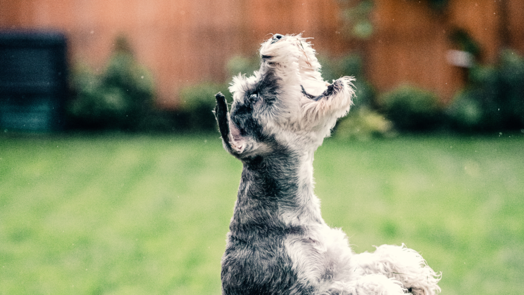 excessive barking