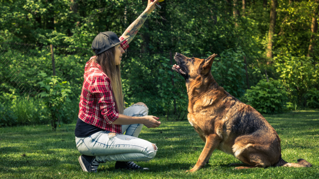 guard dog training